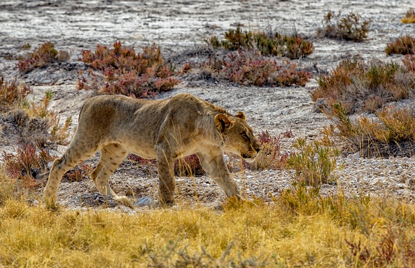 NAMIBIA Etosha National Park - AFRICA  - Lions - François Scheffen Photography 
