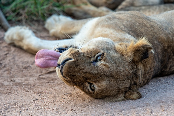 SOUTH AFRICA Kruger N.P (2) - AFRICA  - Lions - François Scheffen Photography 