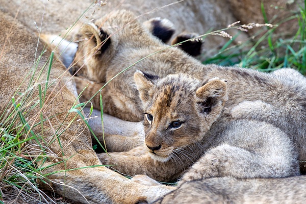 SOUTH AFRICA Kruger N.P (1) - AFRICA  - Lions - François Scheffen Photography 