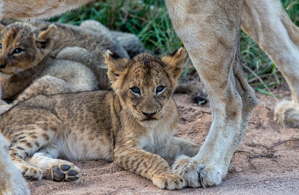SOUTH AFRICA Kruger N.P (3) - AFRICA  - Lions - François Scheffen Photography