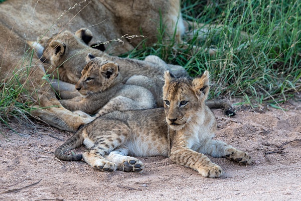 SOUTH AFRICA Kruger N.P (4) - AFRICA  - Lions - François Scheffen Photography 