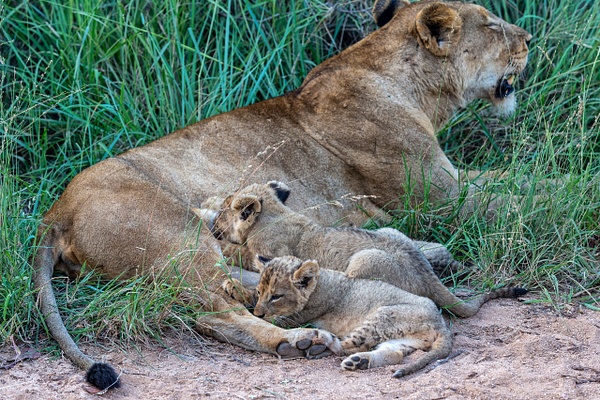 SOUTH AFRICA Kruger N.P (5) - AFRICA  - Lions - François Scheffen Photography 