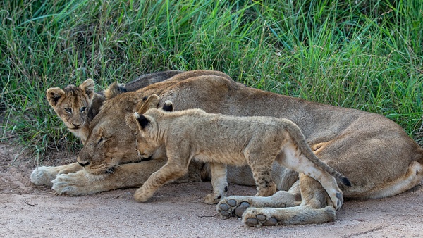 SOUTH AFRICA Kruger N.P (6) - AFRICA  - Lions - François Scheffen Photography