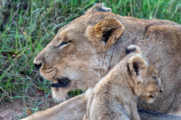 SOUTH AFRICA Kruger N.P (7) - AFRICA  - Lions - François Scheffen Photography 