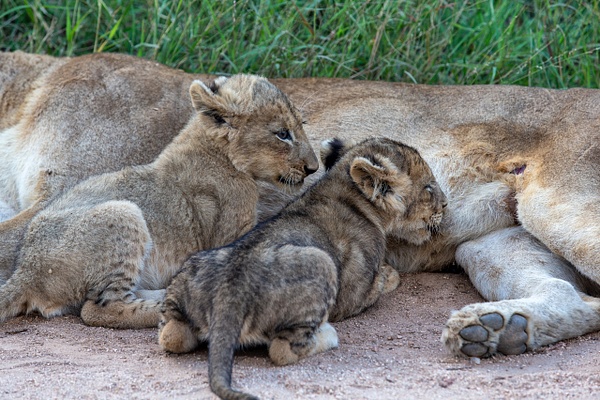 SOUTH AFRICA Kruger N.P (8) - AFRICA  - Lions - François Scheffen Photography