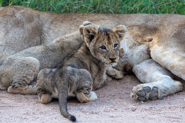 SOUTH AFRICA Kruger N.P (9) - AFRICA  - Lions - François Scheffen Photography 