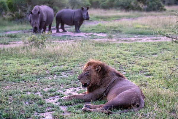 SOUTH AFRICA Kruger N.P (10) - AFRICA  - Lions - François Scheffen Photography