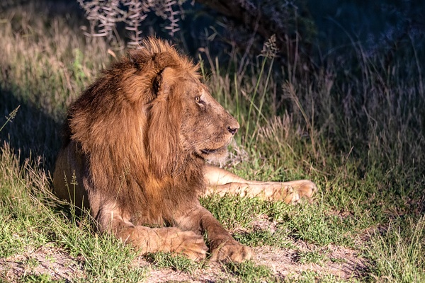SOUTH AFRICA Kruger N.P (11) - AFRICA  - Lions - François Scheffen Photography