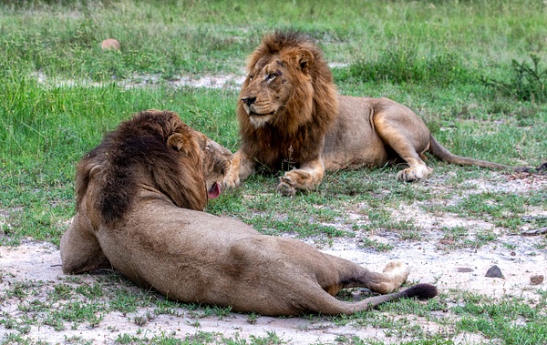 SOUTH AFRICA Kruger N.P (12) - AFRICA  - Lions - François Scheffen Photography