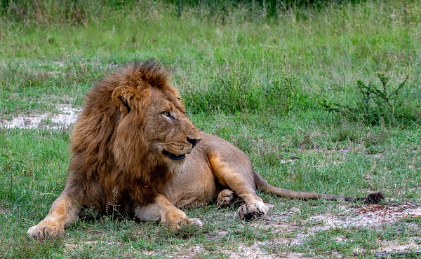 SOUTH AFRICA Kruger N.P (13) - AFRICA  - Lions - François Scheffen Photography