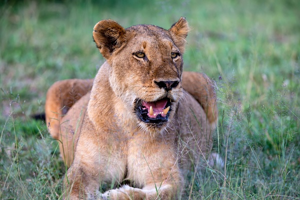 SOUTH AFRICA Kruger N.P (14) - AFRICA  - Lions - François Scheffen Photography 