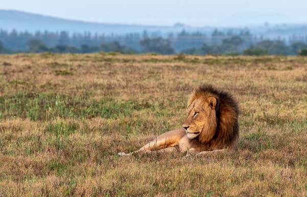 SOUTH AFRICA Kruger N.P (15) - AFRICA  - Lions - François Scheffen Photography