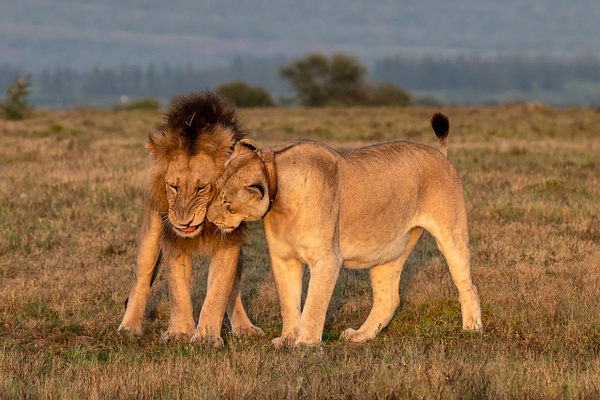 SOUTH AFRICA Kruger N.P (16) - AFRICA  - Lions - François Scheffen Photography