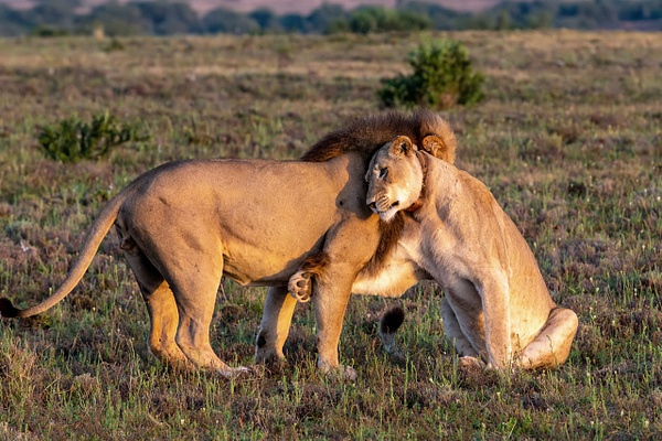 SOUTH AFRICA Kruger N.P (18) - AFRICA  - Lions - François Scheffen Photography 