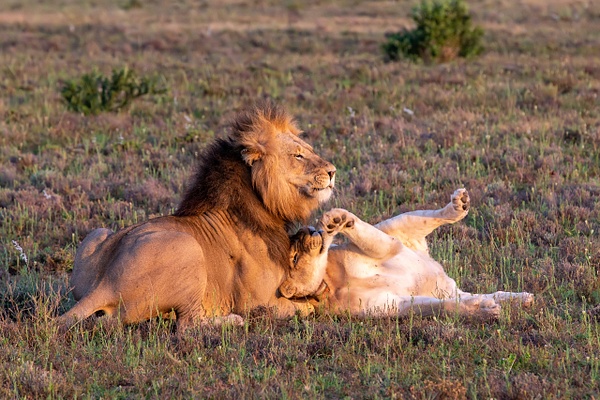 SOUTH AFRICA Kruger N.P (19) - AFRICA  - Lions - François Scheffen Photography