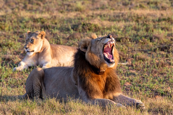 SOUTH AFRICA Kruger N.P (20) - AFRICA  - Lions - François Scheffen Photography