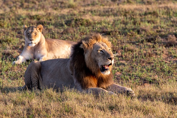 SOUTH AFRICA Kruger N.P (21) - AFRICA  - Lions - François Scheffen Photography