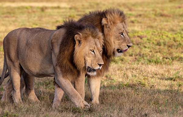 SOUTH AFRICA Kruger N.P (23) - AFRICA  - Lions - François Scheffen Photography