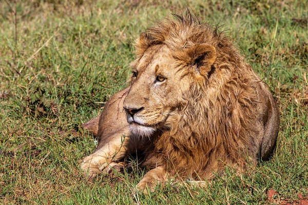TANZANIA (1) - AFRICA  - Lions - François Scheffen Photography 