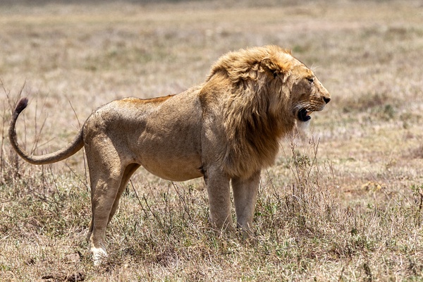 TANZANIA (5) - AFRICA  - Lions - François Scheffen Photography 