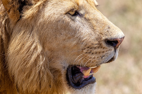 TANZANIA (3) - AFRICA  - Lions - François Scheffen Photography