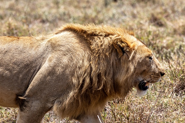 TANZANIA (4) - AFRICA  - Lions - François Scheffen Photography