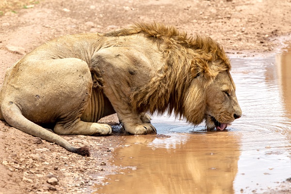 TANZANIA (6) - AFRICA  - Lions - François Scheffen Photography 