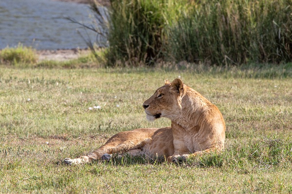 TANZANIA (7) - AFRICA  - Lions - François Scheffen Photography