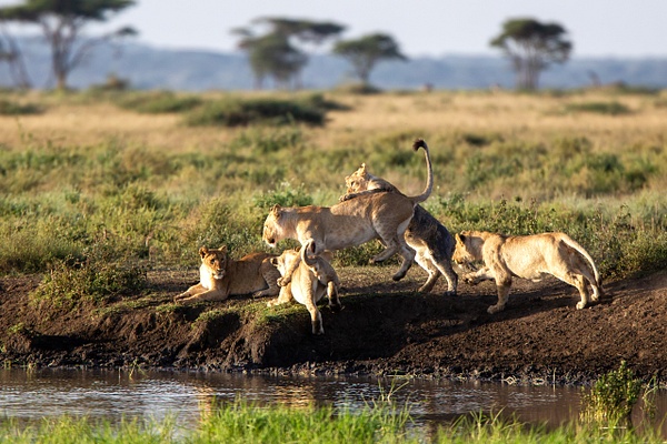 TANZANIA (8) - AFRICA  - Lions - François Scheffen Photography