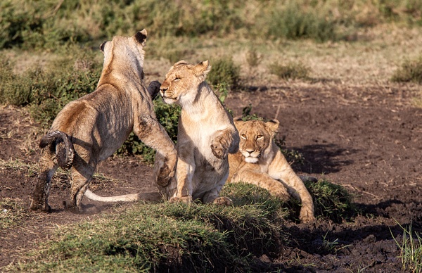 TANZANIA (9) - AFRICA  - Lions - François Scheffen Photography 