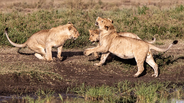TANZANIA (11) - AFRICA  - Lions - François Scheffen Photography