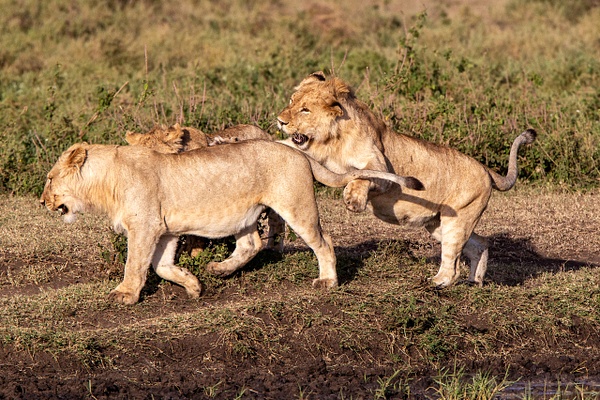 TANZANIA (13) - AFRICA  - Lions - François Scheffen Photography 