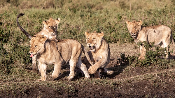 TANZANIA (14) - AFRICA  - Lions - François Scheffen Photography