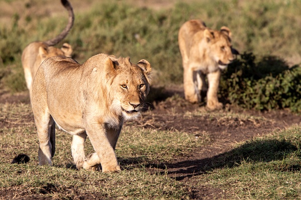 TANZANIA (15) - AFRICA  - Lions - François Scheffen Photography 