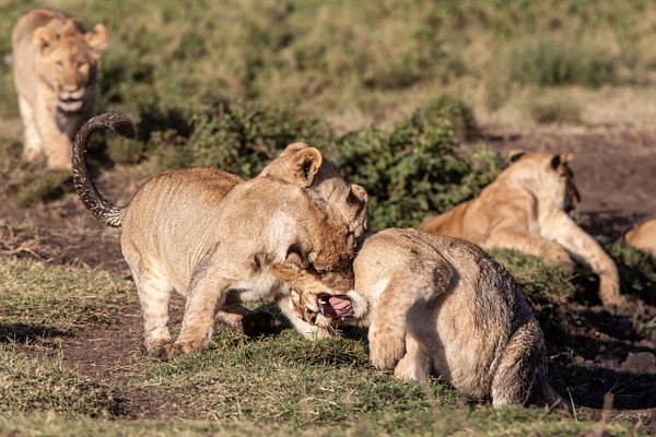 TANZANIA (16) - AFRICA  - Lions - François Scheffen Photography 
