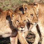 AFRICA  - Lions