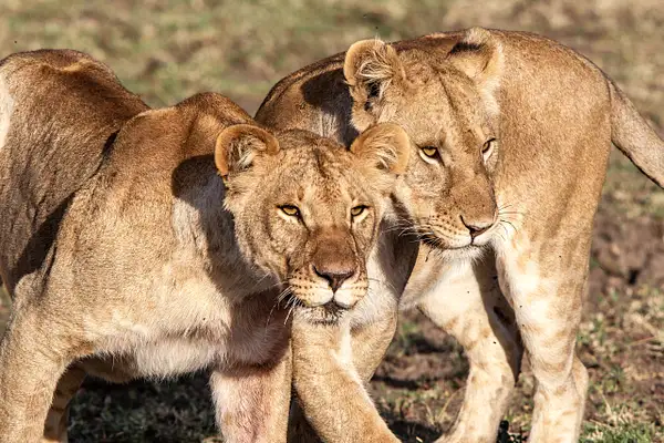 AFRICA  - Lions by FRANCOIS SCHEFFEN