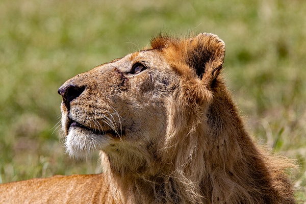 TANZANIA (24) - AFRICA  - Lions - François Scheffen Photography 