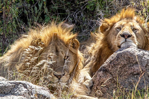 TANZANIA (28) - AFRICA  - Lions - François Scheffen Photography