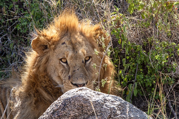 TANZANIA (29) - AFRICA  - Lions - François Scheffen Photography