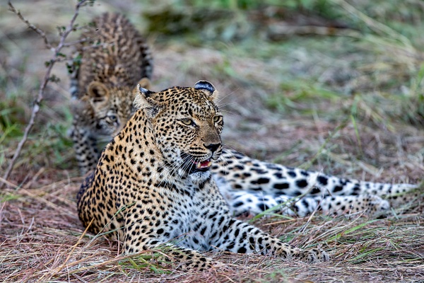 1. Sabi Sands  (7) - SOUTH AFRICA - Sabi Sands Game Reserve - François Scheffen Photography 