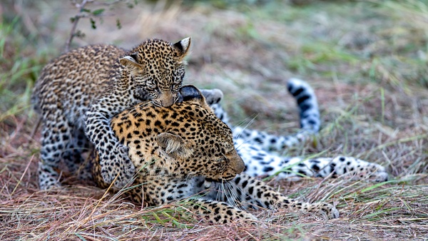 1. Sabi Sands  (8) - SOUTH AFRICA - Sabi Sands Game Reserve - François Scheffen Photography