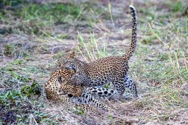 1. Sabi Sands  (11) - SOUTH AFRICA - Sabi Sands Game Reserve - François Scheffen Photography