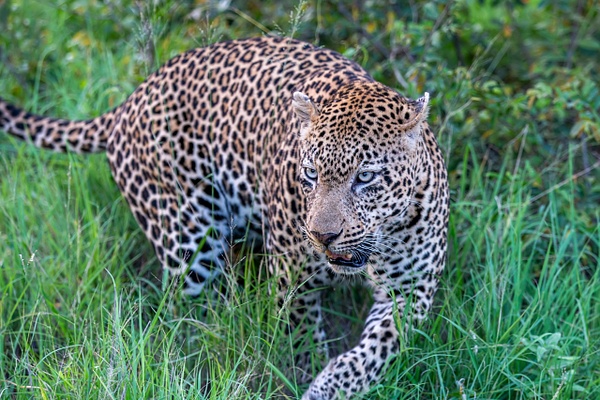 3. Sabi Sands  (18) - SOUTH AFRICA - Sabi Sands Game Reserve - François Scheffen Photography 