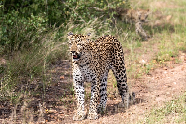4. Sabi Sands  (10) - SOUTH AFRICA - Sabi Sands Game Reserve - François Scheffen Photography