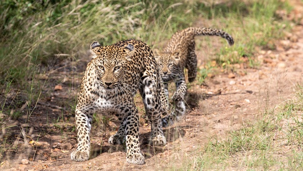 4. Sabi Sands  (12) - SOUTH AFRICA - Sabi Sands Game Reserve - François Scheffen Photography
