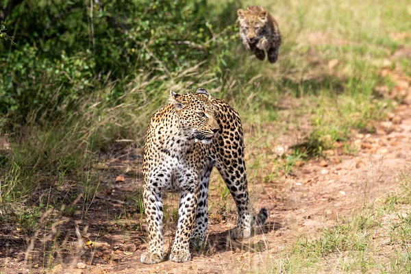 4. Sabi Sands  (11) - SOUTH AFRICA - Sabi Sands Game Reserve - François Scheffen Photography
