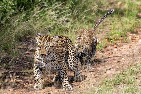 4. Sabi Sands  (13) - SOUTH AFRICA - Sabi Sands Game Reserve - François Scheffen Photography