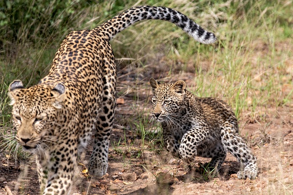 4. Sabi Sands  (15) - SOUTH AFRICA - Sabi Sands Game Reserve - François Scheffen Photography 