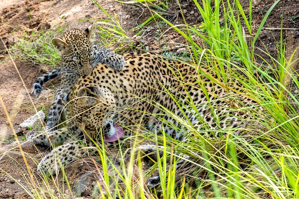 4. Sabi Sands  (16) - SOUTH AFRICA - Sabi Sands Game Reserve - François Scheffen Photography